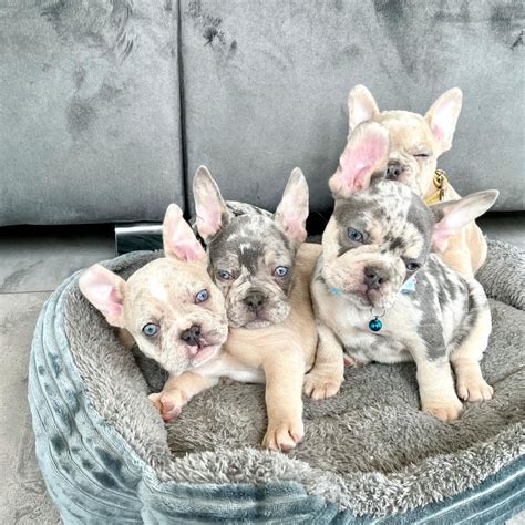 french bulldog atlanta ga|affordable frenchie puppies.